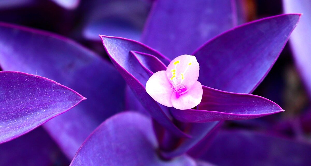 Guide d&rsquo;entretien de Tradescantia pallida : La plante d&rsquo;intérieur « royale » aux feuilles violettes vibrantes