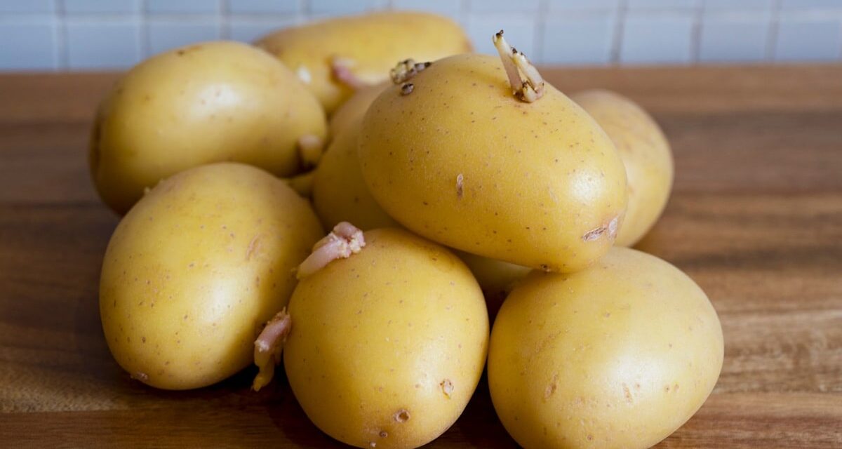 Est-il sécuritaire de manger des pommes de terre germées ? Comment les garder comestibles pendant des semaines
