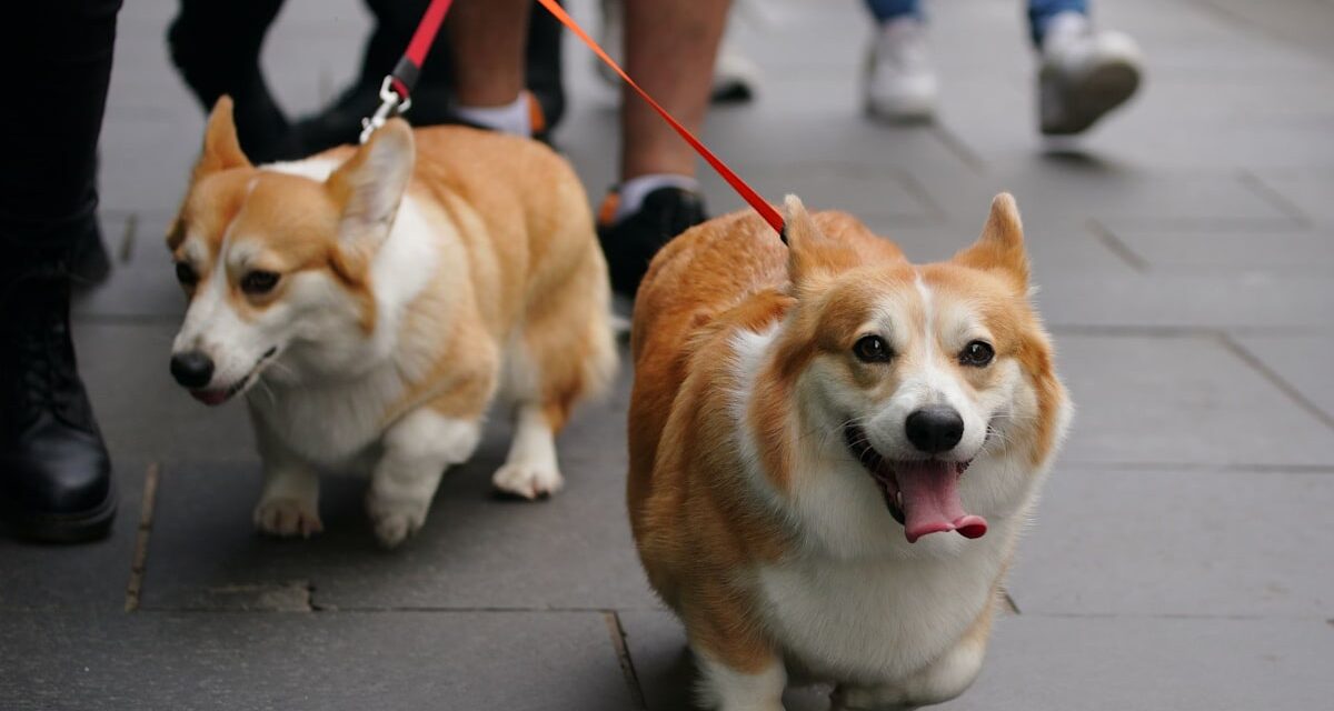 Inquiétudes pour les corgis de feu la reine Elizabeth II après qu&rsquo;un danger « rare » ait été signalé dans leur nouvelle maison