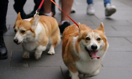 Inquiétudes pour les corgis de feu la reine Elizabeth II après qu&rsquo;un danger « rare » ait été signalé dans leur nouvelle maison