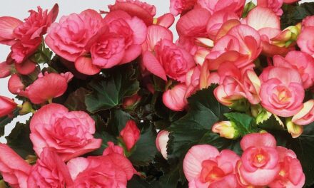 La seule plante que vous devez garder en vie pendant l’hiver (pour qu’elle prospère au printemps)