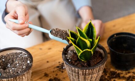 Des plantes d&rsquo;intérieur d&rsquo;hiver qui ne mourront pas dans des conditions de faible luminosité : les experts ont parlé