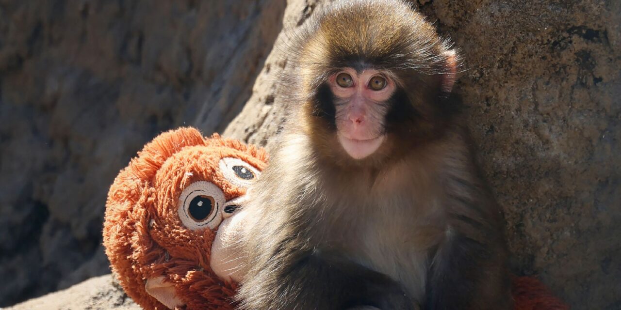Pourquoi tout le monde pleure à cause de Punch le singe ? La raison « profondément primitive » derrière le chagrin viral