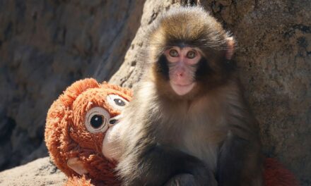 Pourquoi tout le monde pleure à cause de Punch le singe ? La raison « profondément primitive » derrière le chagrin viral