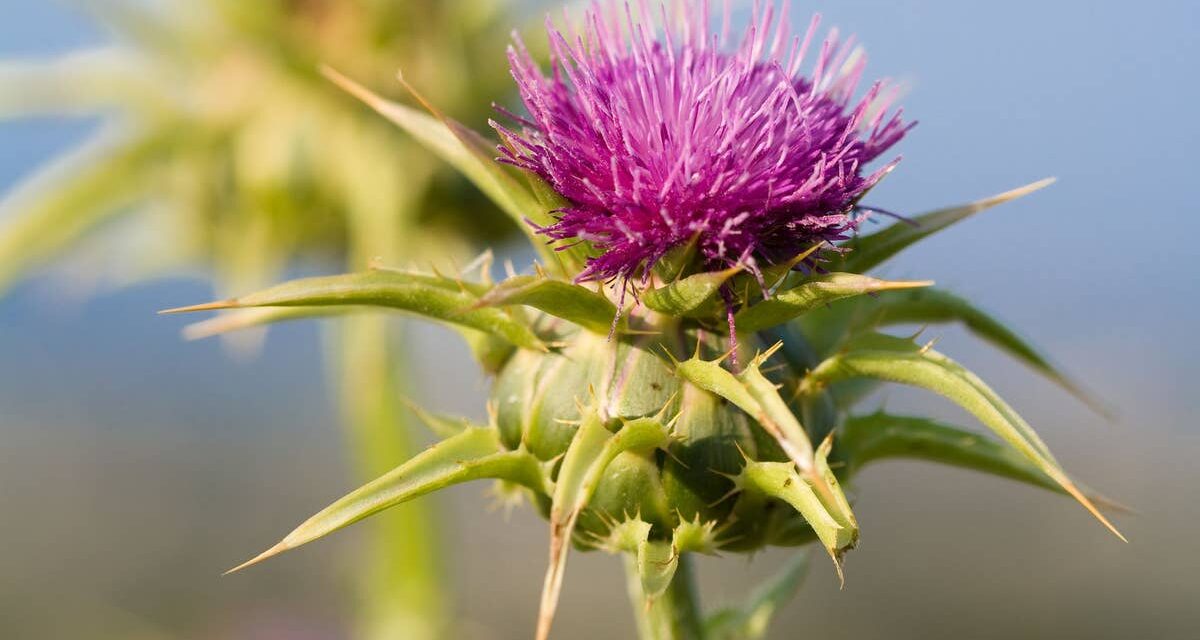 Cette plante comestible pourrait favoriser la santé de votre foie – et ce que dit un médecin