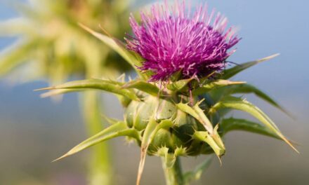 Cette plante comestible pourrait favoriser la santé de votre foie – et ce que dit un médecin