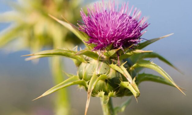 Cette plante comestible pourrait favoriser la santé de votre foie – et ce que dit un médecin