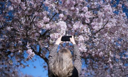 Guide expert sur la vitamine D pendant la ménopause : pourquoi vous pourriez avoir besoin de suppléments même au printemps
