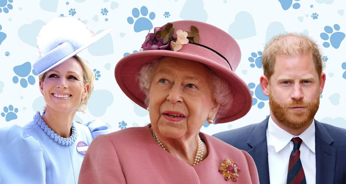 Jouez au jeu de cartes assorties pour animaux de compagnie royaux de HELLO!