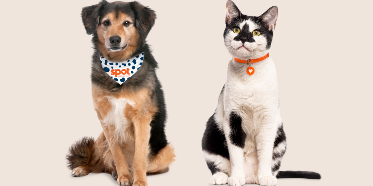 Pourquoi choisir une assurance pour animaux de compagnie peut aider votre animal et votre portefeuille