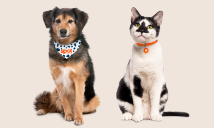 Pourquoi choisir une assurance pour animaux de compagnie peut aider votre animal et votre portefeuille