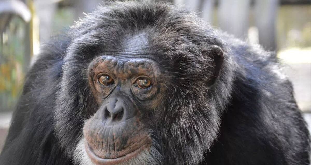 Qu&rsquo;est-il arrivé à Bulles ? La vie de Chimp après la révélation de Michael Jackson