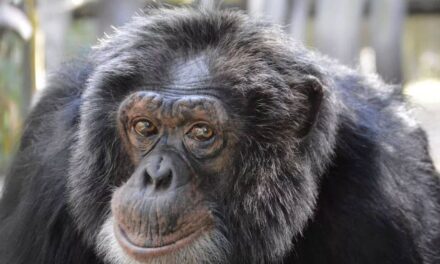 Qu&rsquo;est-il arrivé à Bulles ? La vie de Chimp après la révélation de Michael Jackson