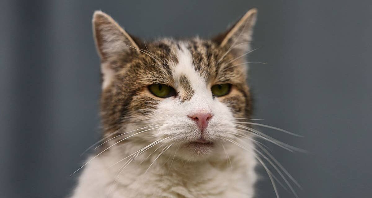 La raison étonnante pour laquelle Larry est devenu le chat de Downing Street