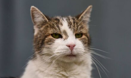 La raison étonnante pour laquelle Larry est devenu le chat de Downing Street