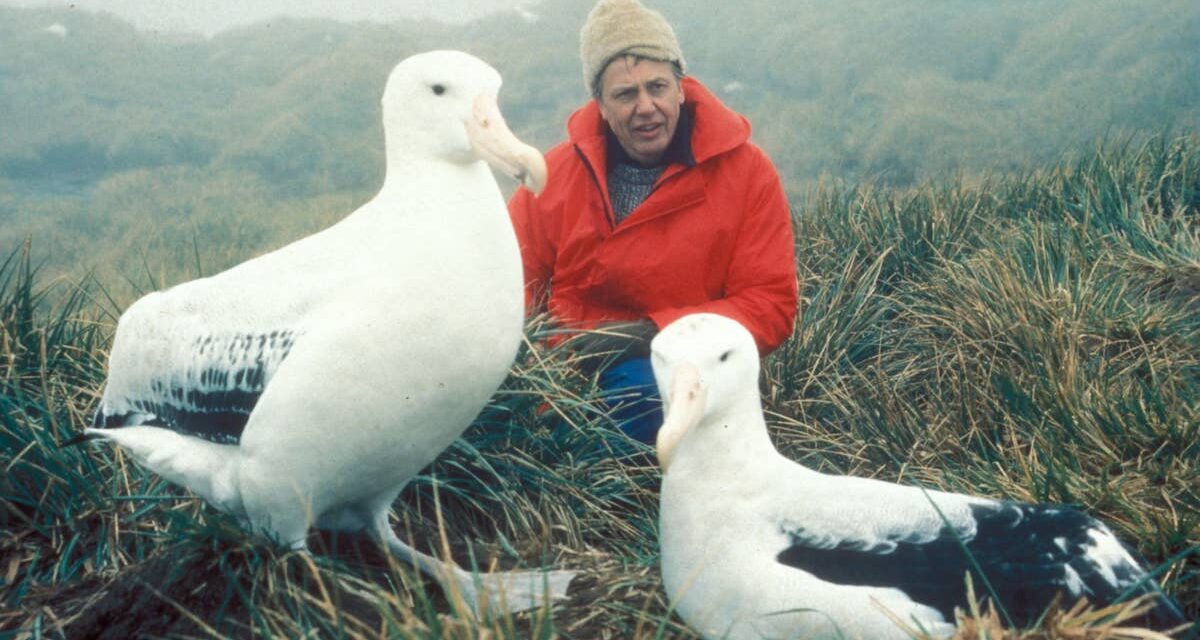 Comment voyager comme David Attenborough – du face à face avec des gorilles à l&rsquo;observation des orques