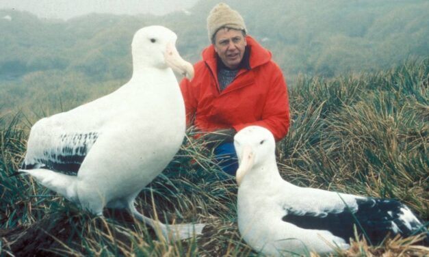 Comment voyager comme David Attenborough – du face à face avec des gorilles à l&rsquo;observation des orques